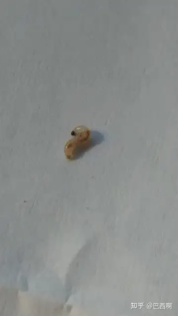 星空体育-关于为什么没有有一个人敢上去开团啊？全是蛆吗都在后面看？的信息